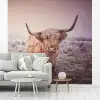 Schotse hooglanders - Licht - Lucht - Natuur fotobehang vinyl groot -woonkamer
