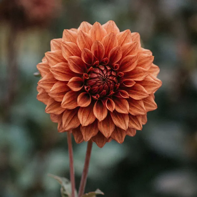 Behang - Dahlia - Bloem - Natuur - Sfeervol