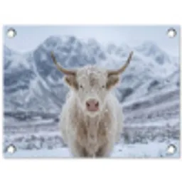 Schotse Hooglander - Sneeuw - Bergen - Winter tuinposter los doek klein -3d