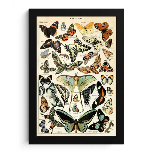 Adolphe Millot - Vlinder - Dieren - Insecten - Vintage fotolijst zwart zonder passe partout klein -3d