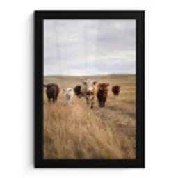 Runderen - Kudde - Landschap - Weide - Rustig fotolijst zwart zonder passe partout klein -3d