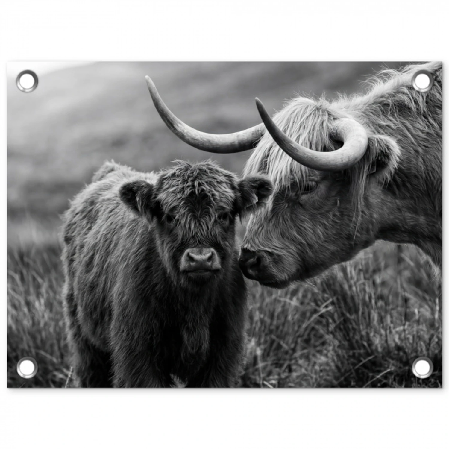 Schotse hooglander - Kalf - Zwart - Wit tuinposter los doek klein -3d