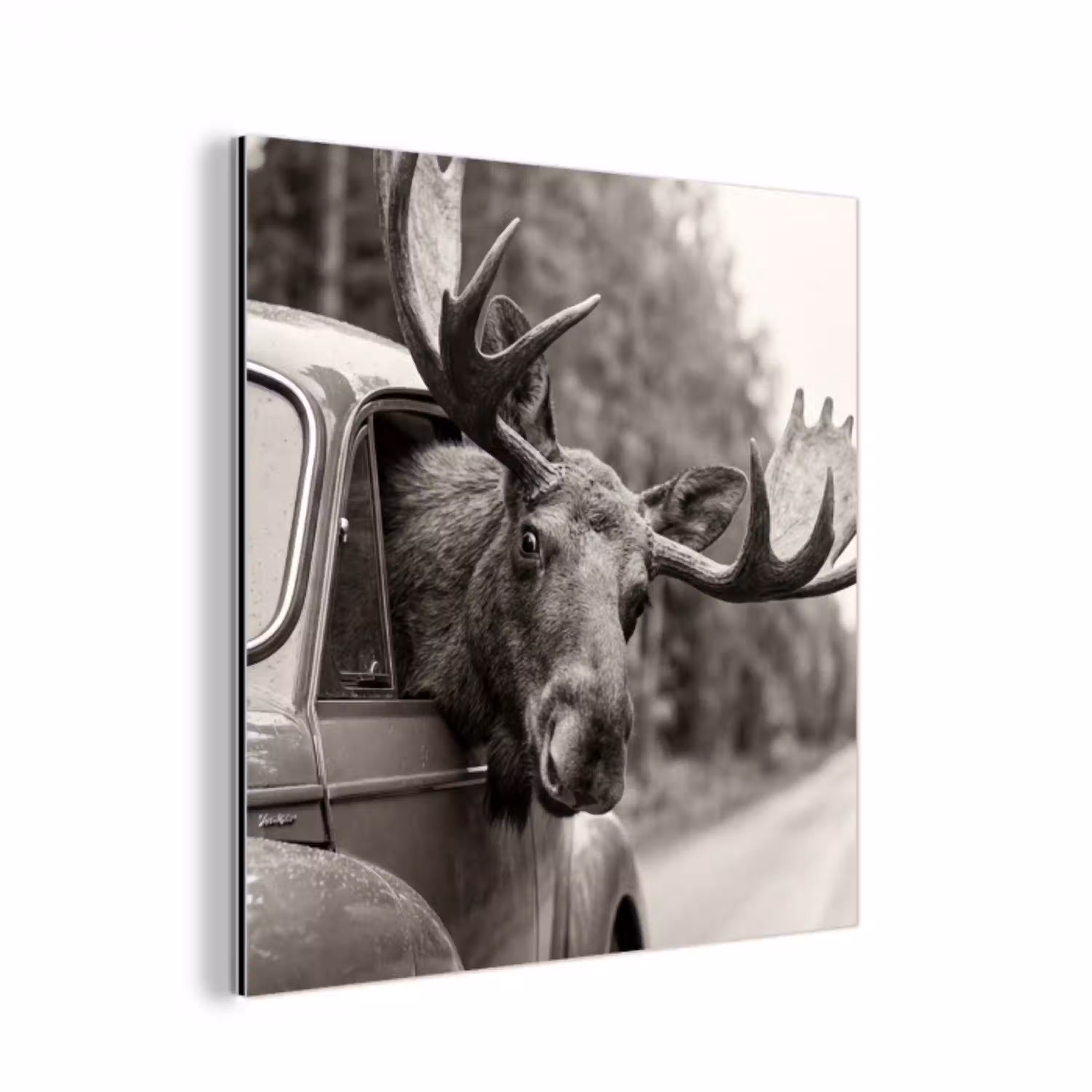 Eland - Auto - Gewei - Zwart - Wit aluminium wit klein -3d