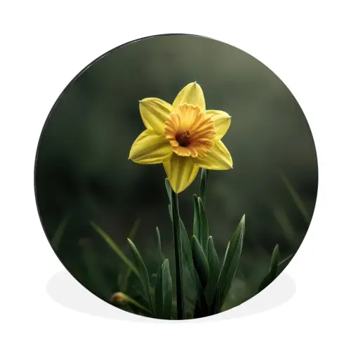 Bloem - Narcis - Gras - Geel Wandcirkel aluminium klein -3d