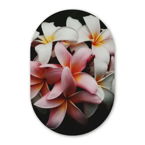 Bloemen - Roze - Zwart - Flora - Botanisch Wandcirkel Ovaal Forex klein -3d