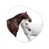 Paard - Modern - Balans Wandcirkel Organisch Aluminium middel -3d