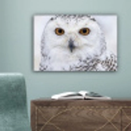 Sneeuwuil - Oog - Wildlife - Wit canvas 2cm klein -sfeer4