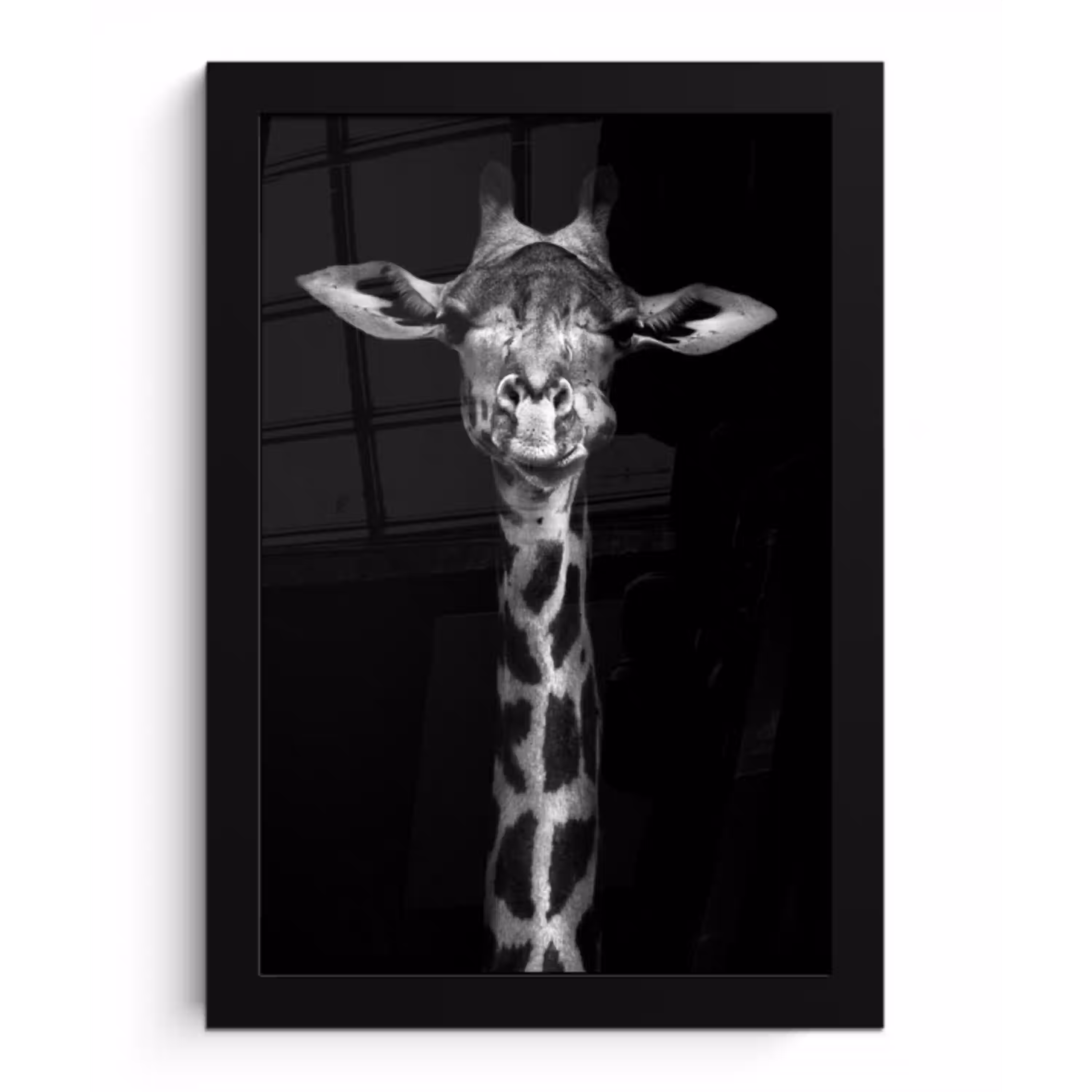 Giraffe - Portret - Dieren - Zwart - Wit fotolijst zwart zonder passe partout klein -3d