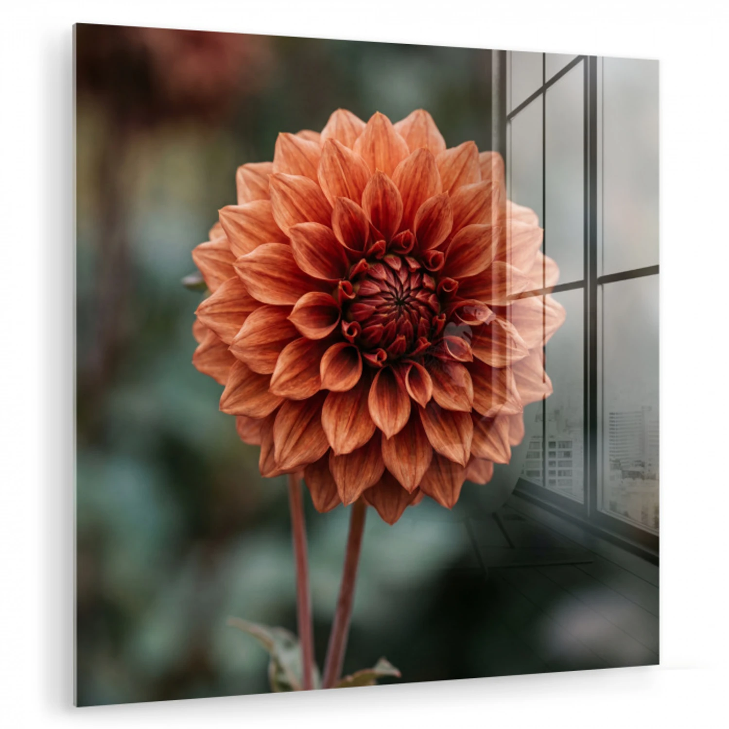 Dahlia - Bloem - Natuur - Sfeervol plexiglas 5mm klein -zzzproduct_nieuw