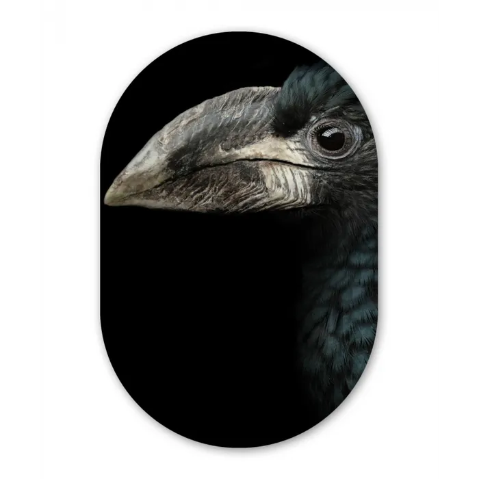 Vogel - Portret - Neushoornvogel - Zwart - Dieren Wandcirkel Ovaal Forex klein -3d