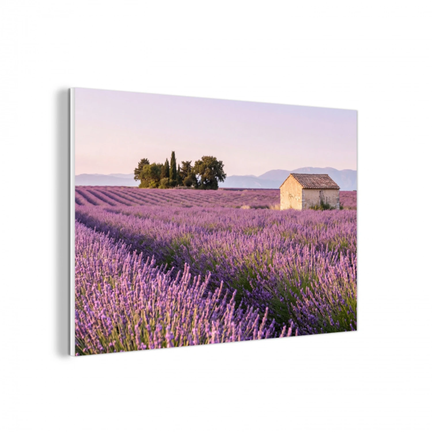 Lavendel - Landschap - Sereen - Paars forex 5mm xxl -3d
