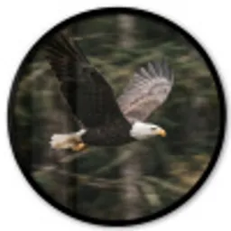 Zeearend - Vliegen - Bos - Natuur Fotolijst rond zonder passe partout klein -3d