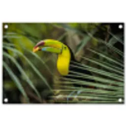 Close-up van een etende toekan tuinposter los doek klein -3d