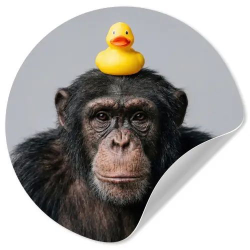 Chimpansee - Badeend - Grijs Wandcirkel behangsticker klein -3d