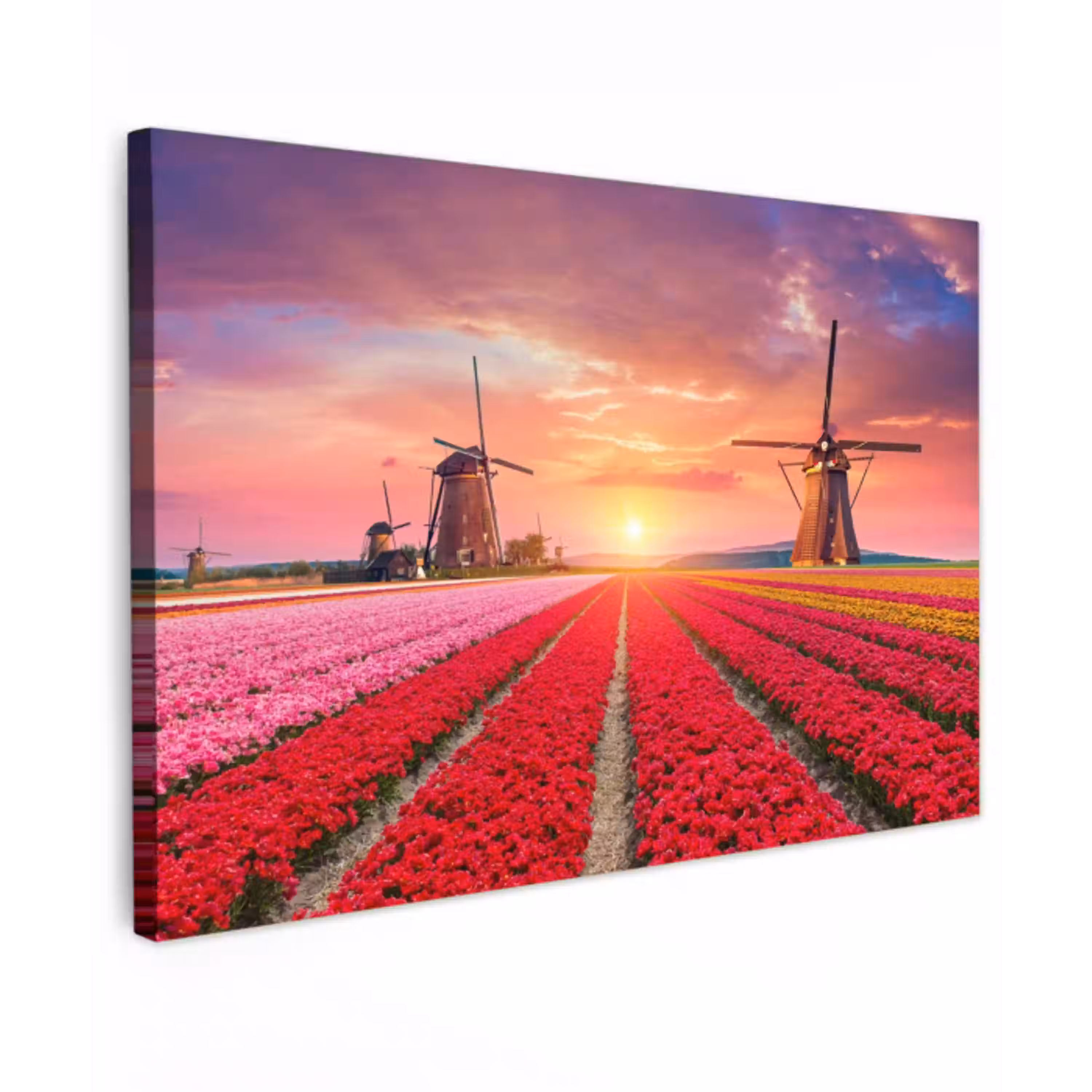 Tulpenvelden met windmolens bij zonsondergang Tuinposter op houten frame 2 cm dik klein -3d