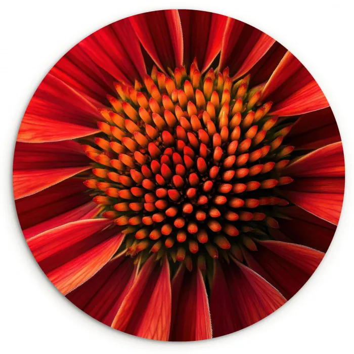 Close up - Bloem- Rood Wandcirkel kunststof plaat 5mm dik klein -3d