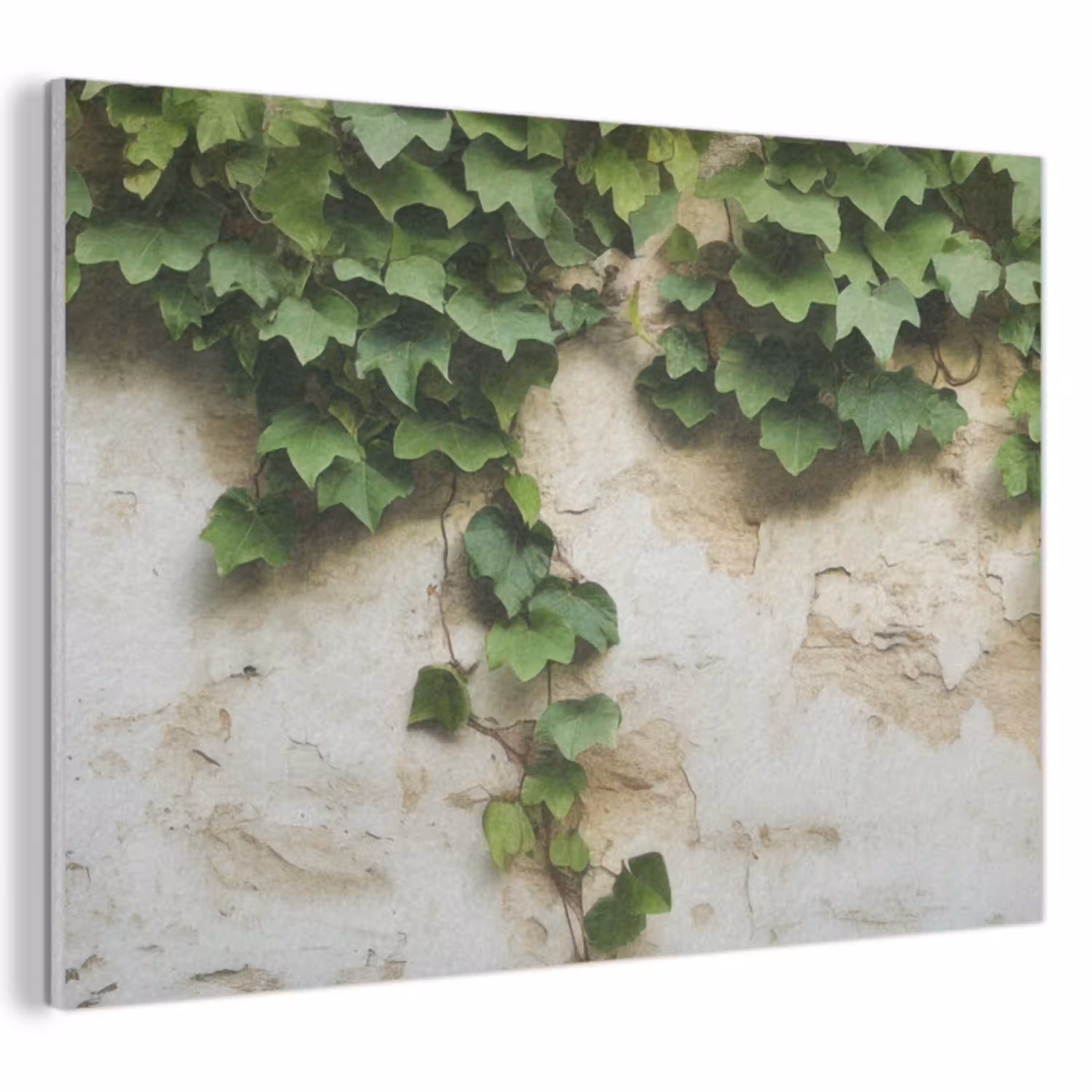 Klimop - Muur - Groen PET vilt klein -3d