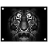 Tijger - Dieren - Zwart - Wit - Portret - Wild tuinposter los doek klein -3d