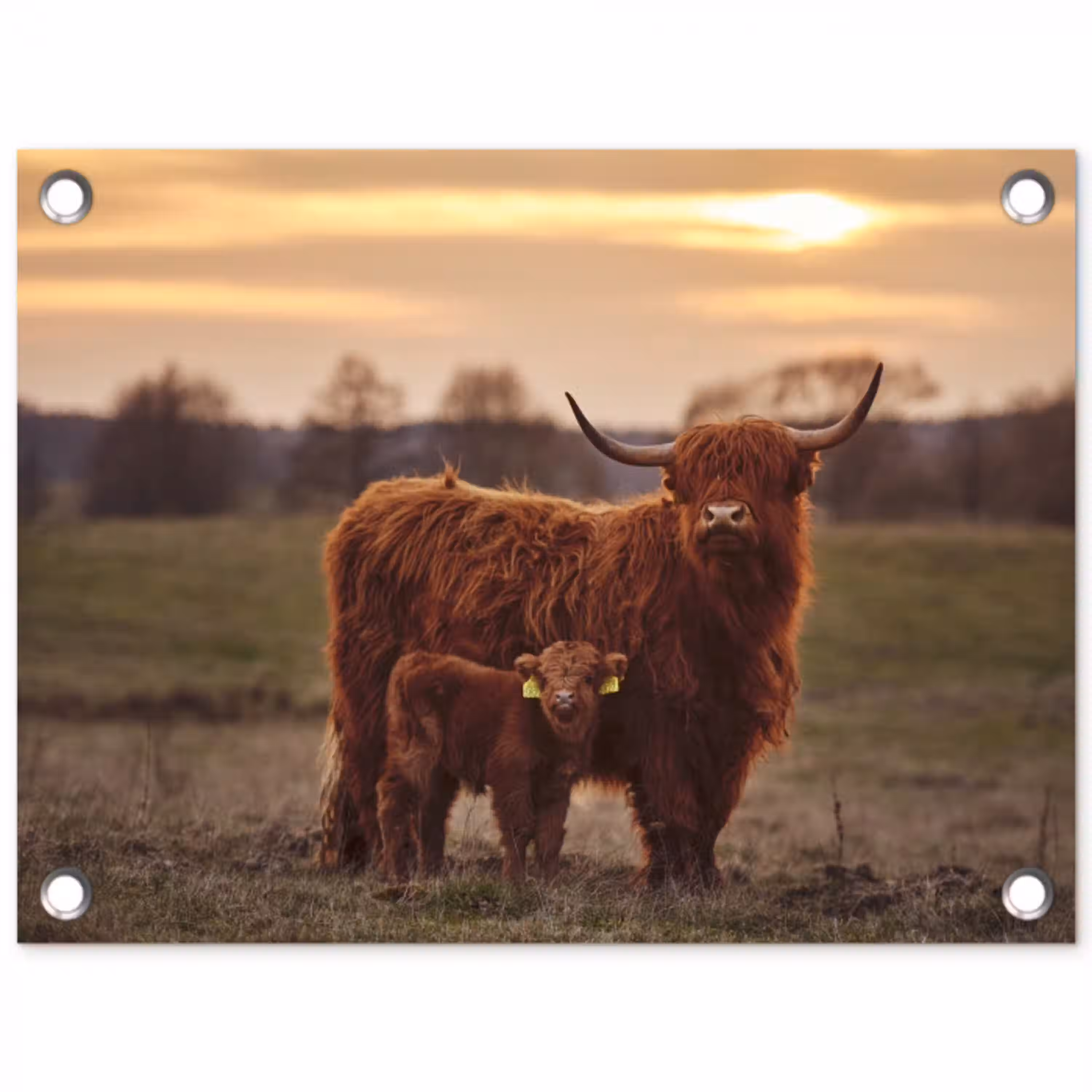Schotse hooglander - Dieren - Landschap - Zonsondergang - Koe tuinposter los doek klein -3d