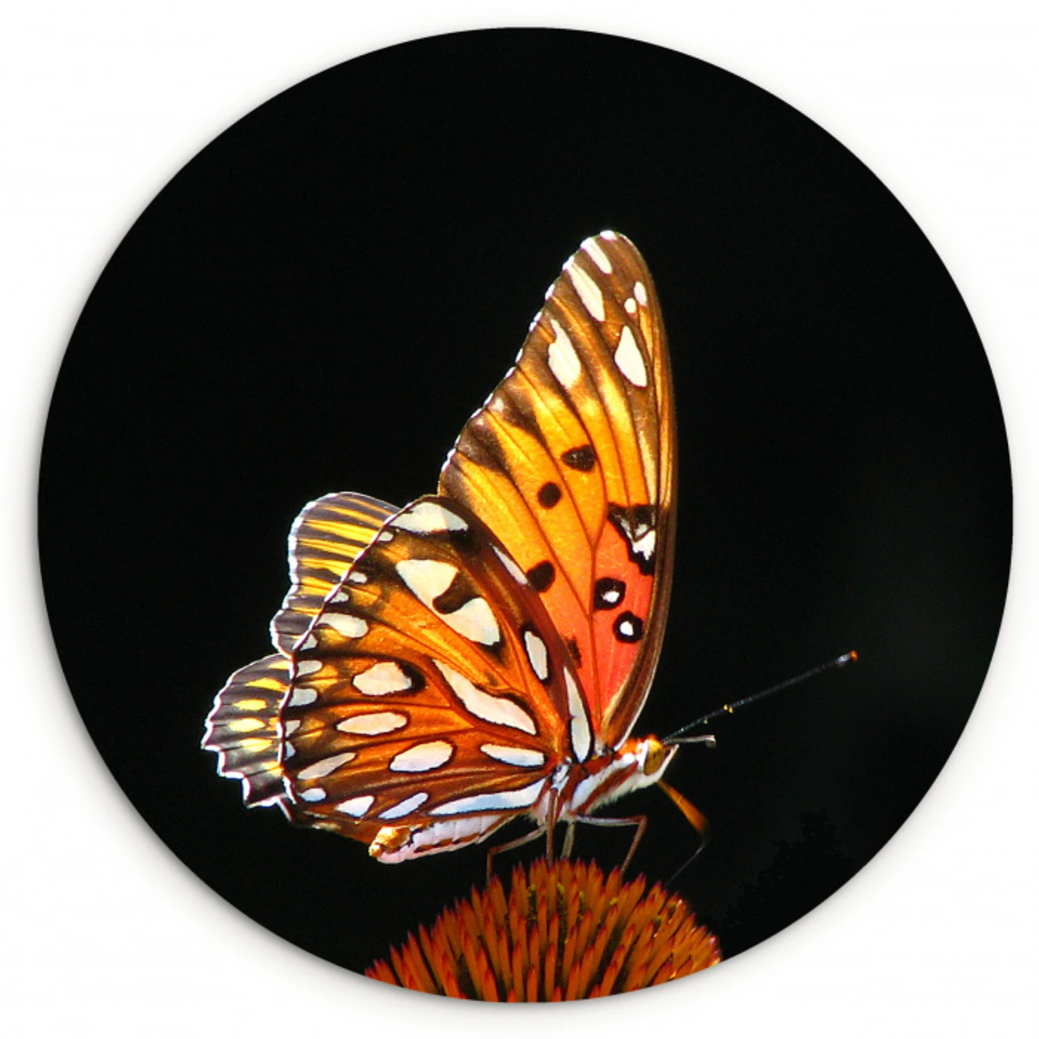 Vlinder - Bloemen - Insect - Portret - Zwart - Oranje Wandcirkel kunststof plaat 5mm dik klein -3d