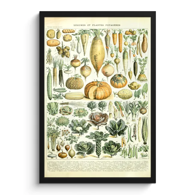Photo Frame - Vintage - Vegetables - Carrot - Art - Adolphe Millot - Orange