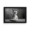 Sphynx - Kat - Dieren - Humor - Spaghetti - Zwart Wit fotolijst zwart zonder passe partout klein -3d