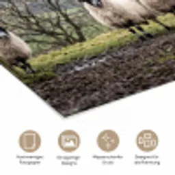 Schapen - Rij - Weide - Dieren - Platteland poster papier klein -tcloseup_DE
