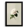 Cameliabloem - Wit - Groen fotolijst zwart zonder passe partout klein -3d