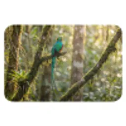 Quetzal - Jungle - Natuur - Groen Badmat klein -3d
