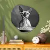 Sphynx - Kat - Dieren - Humor - Spaghetti - Zwart Wit Wandcirkel Organisch Plexiglas middel -sfeer2