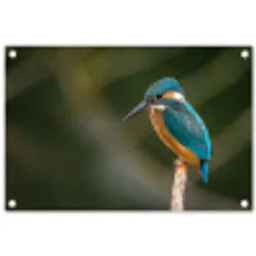 Vogel - IJsvogel - Tak tuinposter los doek klein -3d
