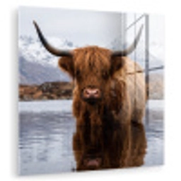 Schotse hooglander - Bruin - Water plexiglas 5mm klein -zzzproduct_nieuw