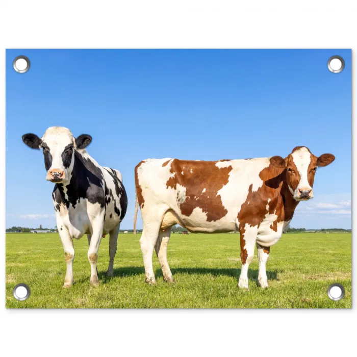 Koeien - Boerderij - Gras- Natuur - Dieren tuinposter los doek klein -3d