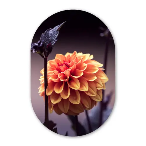 Bloemen - Chrysant - Macro - Planten Wandcirkel Ovaal Forex klein -3d