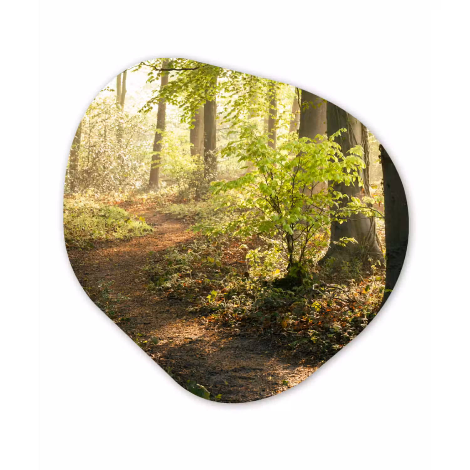 Organische Formen – Aluminium – Bos - Bomen - Pad - Zon - Planten - Bladeren - Natuur