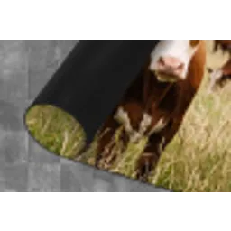 Koeien - Portret - Weide - Boerderij - Nieuwsgierig Keukenloper - keukenmat middel -closeup