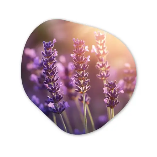 Lavendelbloemen - Paars - Zonlicht Wandcirkel Organisch Forex 3mm klein -3d