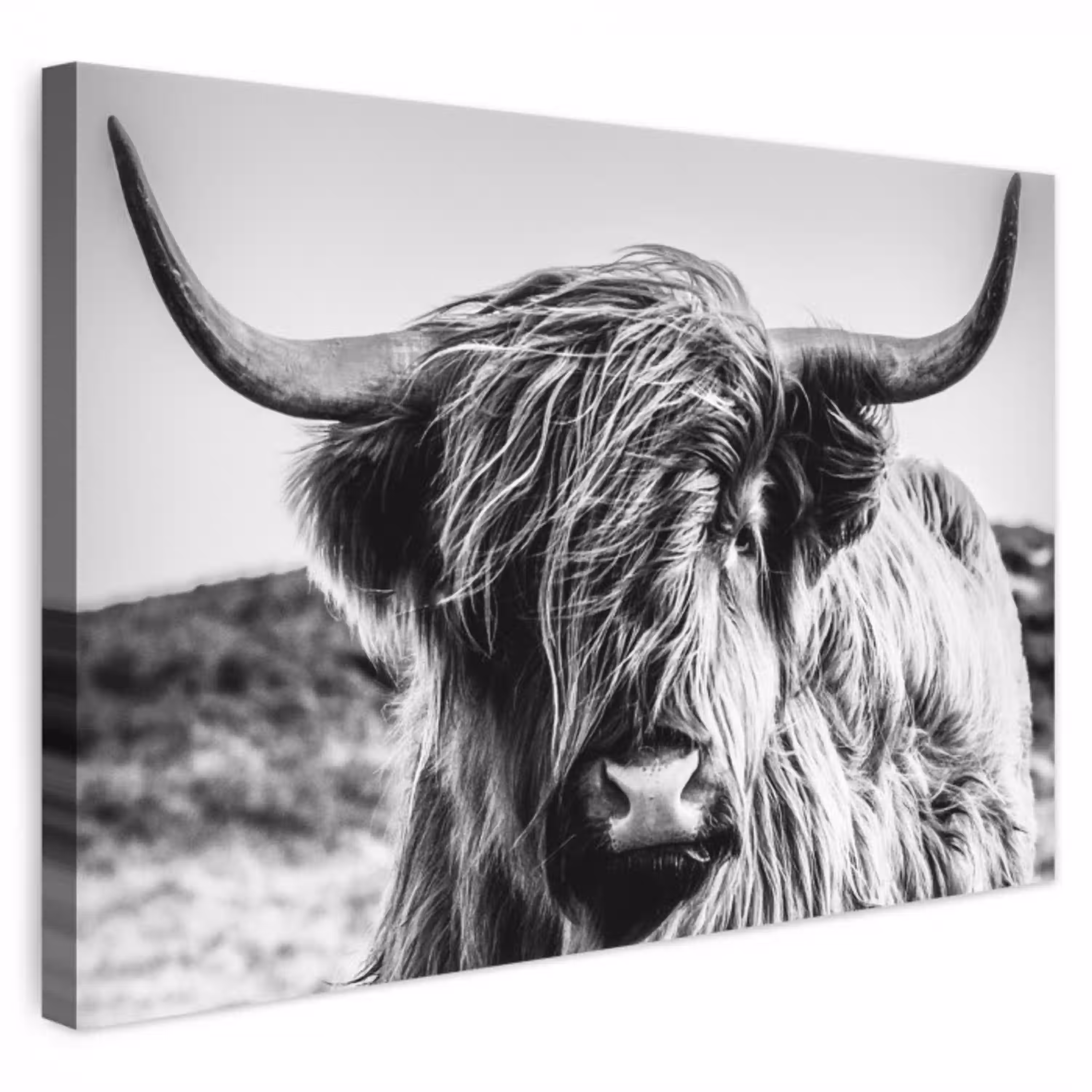 Schotse hooglander - Close up - Horens - Vacht - Zwart Wit canvas 2cm klein -3d