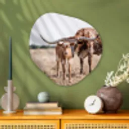 Texas Longhorn - Kalf - Weide - Dieren Wandcirkel Organisch Aluminium middel -sfeer2