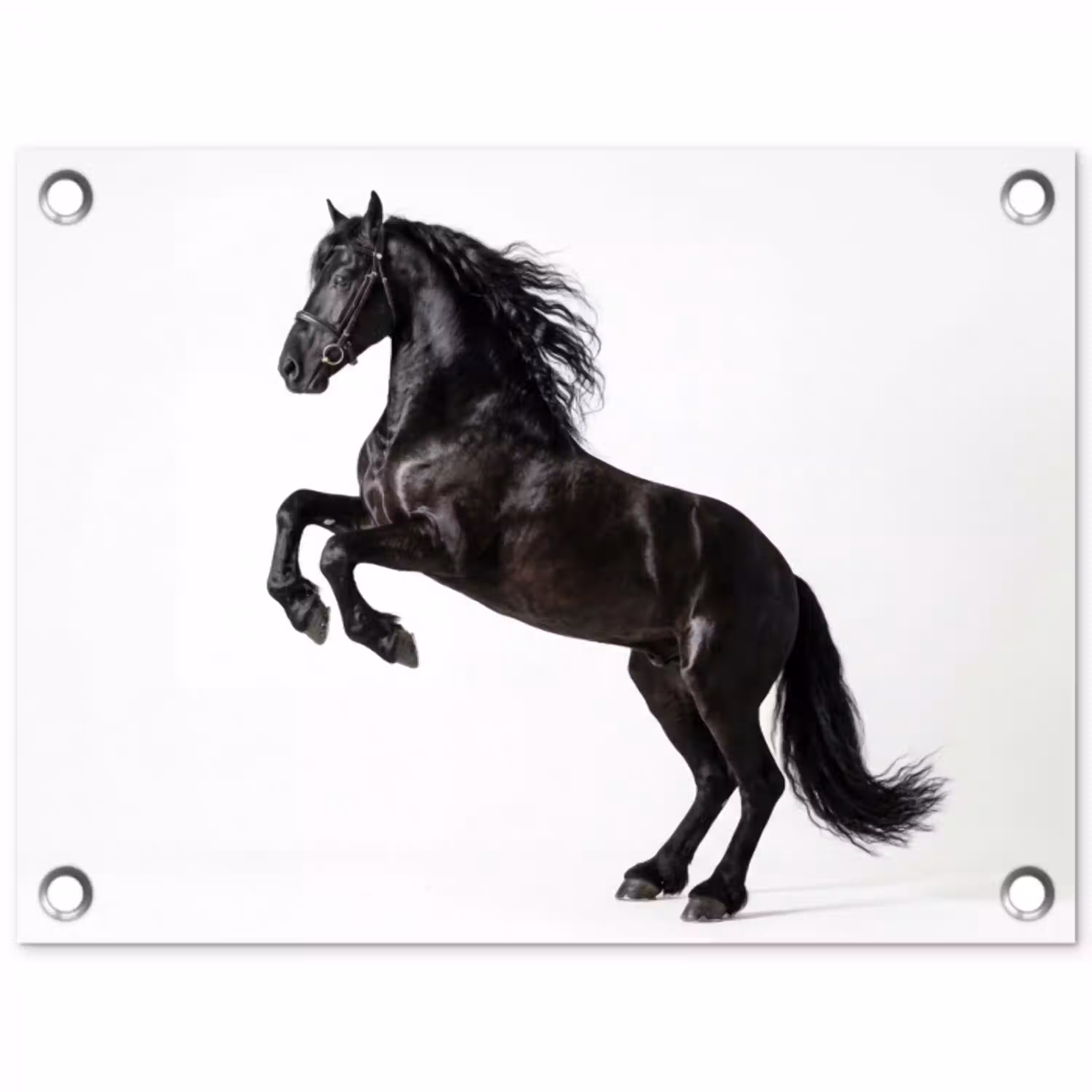 Zwart - Paard - Portret tuinposter los doek klein -3d