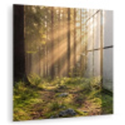 Bos - Zonlicht - Gras plexiglas 5mm klein -zzzproduct_nieuw