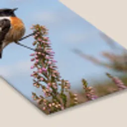 Roodborsttapuit - Heide - Paars - Natuur - Sfeervol fotolijst zwart zonder passe partout klein -zsfeer6