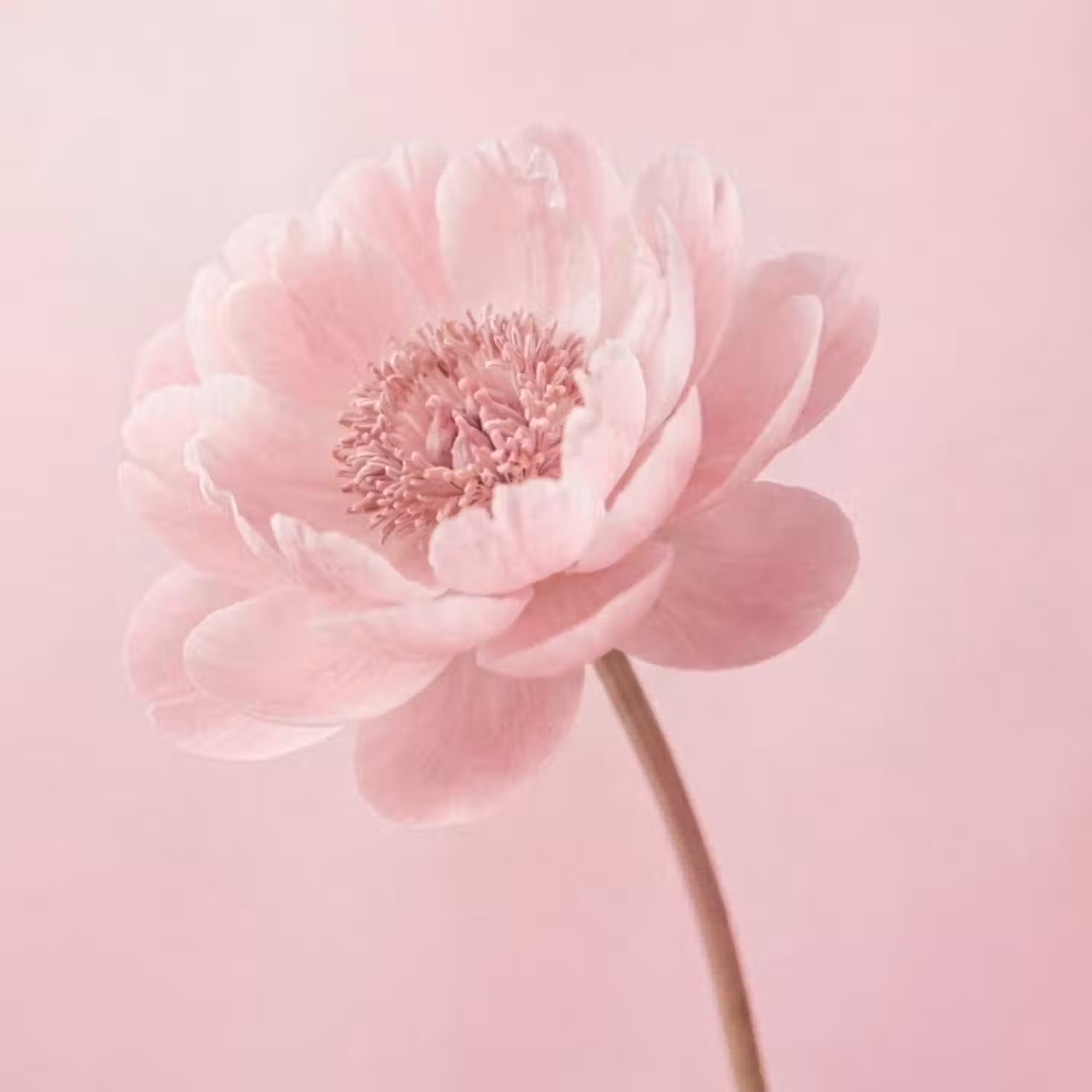 Behang - Bloem - Pioenroos - Roze