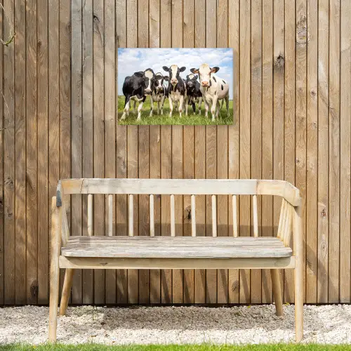 Nieuwsgierige koeien in de wei Tuinposter op houten frame 2 cm dik klein -sfeer4