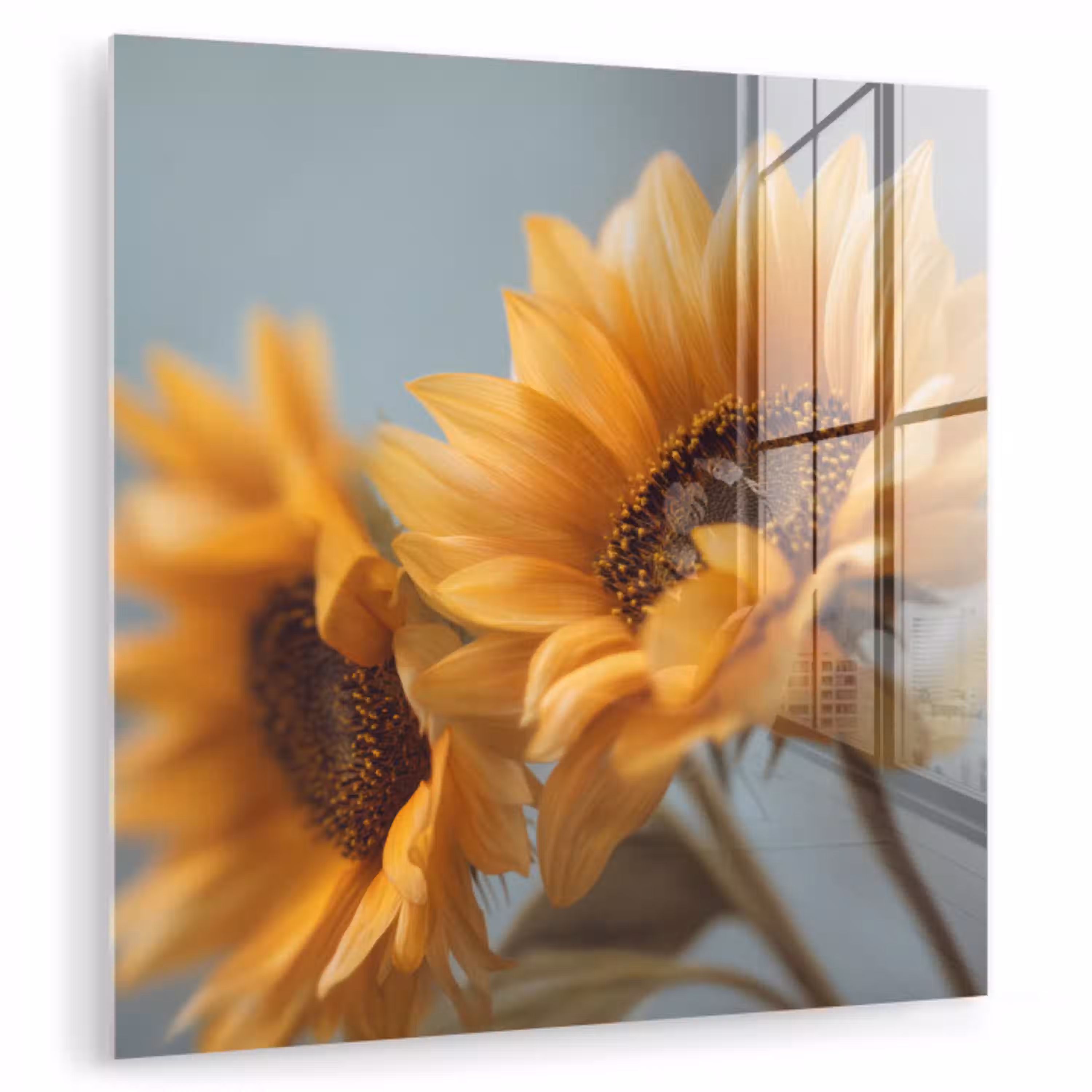Zonnebloemen - Geel - Wazig plexiglas 5mm klein -zzzproduct_nieuw