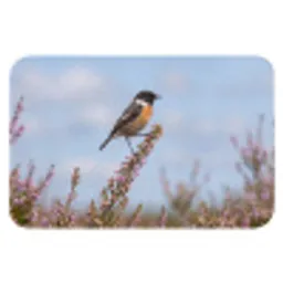 Roodborsttapuit - Heide - Paars - Natuur - Sfeervol Badmat klein -3d