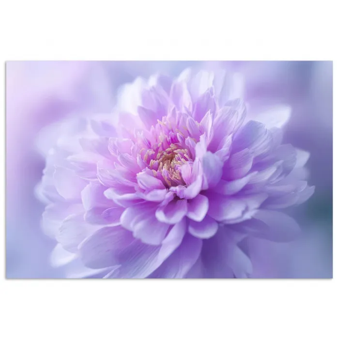 Paars - Dahlia - Dromerig poster papier klein -3d