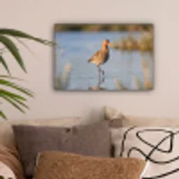 Vogel - Steltloper - Water - Natuur canvas 2cm klein -sfeer1