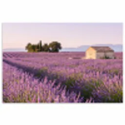Lavendel - Landschap - Sereen - Paars poster papier klein -3d