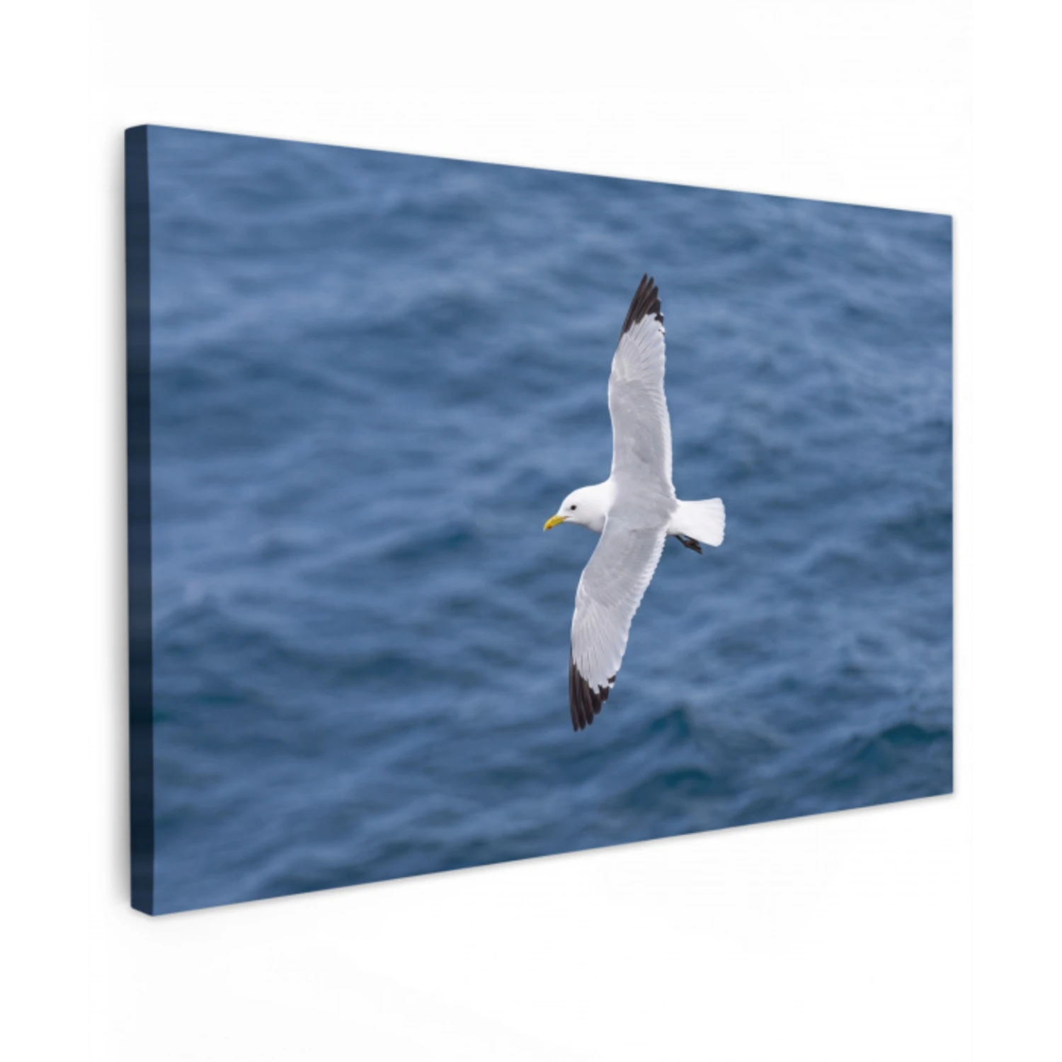 Zeemeeuw - Oceaan - Blauw canvas 2cm klein -z3d